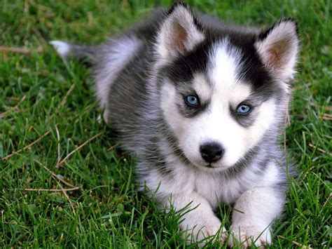 Here are Husky puppies. My brother loves Huskies and wants a puppy ...