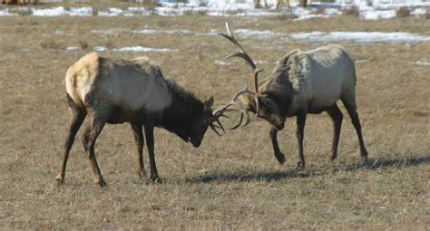 National Elk Refuge May Drop Elk Feeding Program This Year | Rocky Mountain Elk Foundation