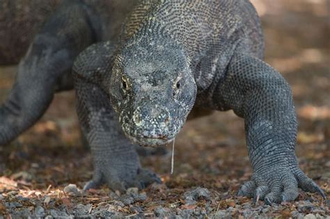 Research Finds That Komodo Dragons Kill With Venom | Komodo dragon ...