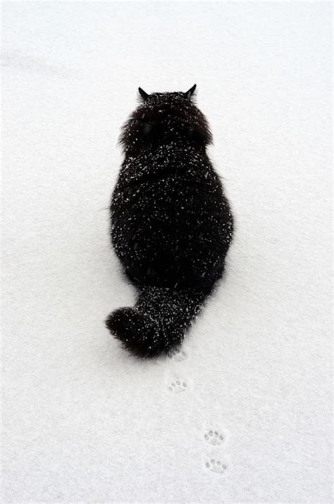 ♥ black longn\haired cat in snow, facing away from camera so you see the black outline against ...