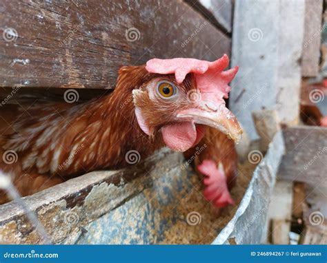 Laying hens in the coop. stock image. Image of peafowl - 246894267