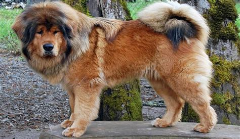 Tibetan Mastiff Profile - Find Paw Pal