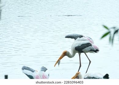 Crane Bird Eating Fish Lake Stock Photo 2281096403 | Shutterstock