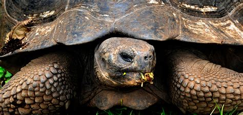 Galapagos Islands wildlife