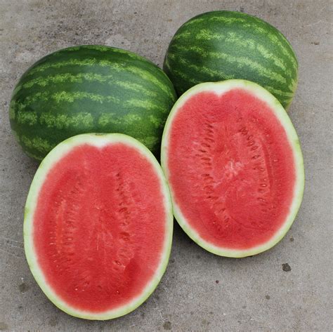 Joy Ride F1 | Watermelon, Watermelon varieties, Watermelon seed