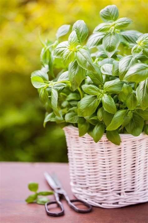 Basil Plant Care: How to Grow, Harvest and Tend to Your Basil Herb