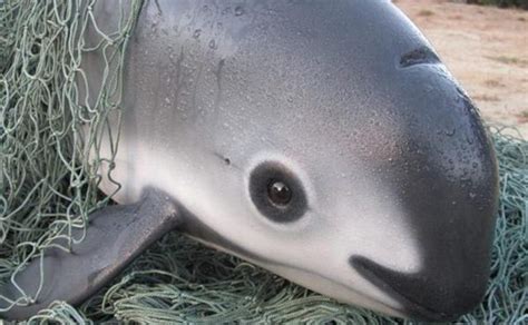 Call to Action: Vaquita Nears Extinction, But There is Still Hope.