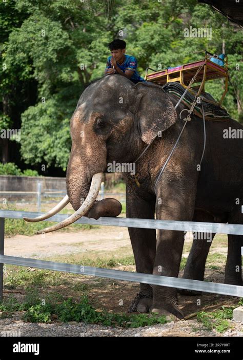 Elephant with mahout. elephant nursery where elephants ride tourists for money. Thailand ...