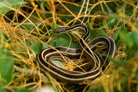 File:Eastern Ribbon Snake.jpg - Wikimedia Commons