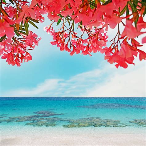 680+ Pink Beach Sardinia Stock Photos, Pictures & Royalty-Free Images - iStock