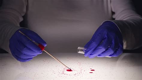 Forensic Technician Taking DNA Sample From Blood Stain With Cotton Swab On Murder Crime Scene ...