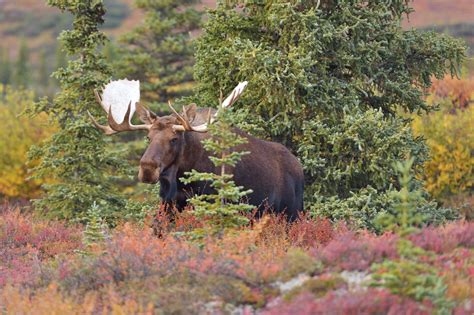 Alaska Moose Hunting: Everything You Need to Know