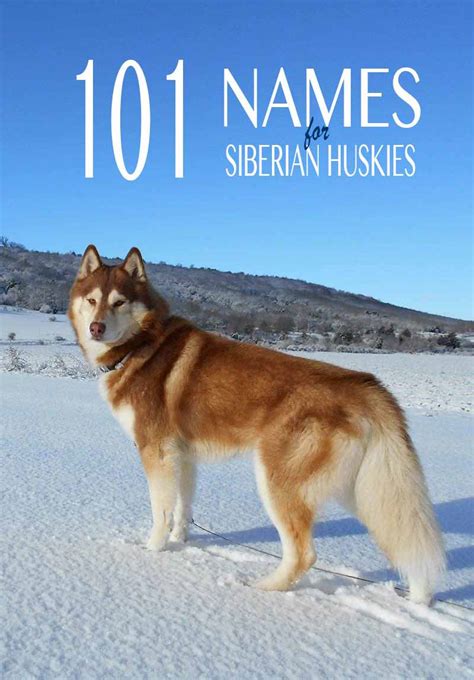 Husky Names - 101 Great Name Ideas For Your Siberian Husky