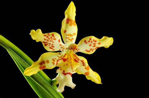 Oncidium hybrid Holm - single flower | by Nurelias Oncidium, Holm, Single Flower, Hybrids ...