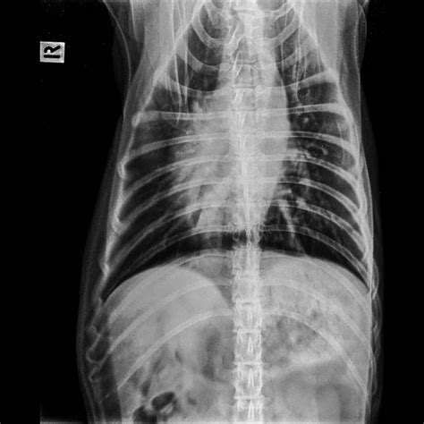 X-ray of dog anterior view closed up in thorax standard and chest with signs of pneumonia ...