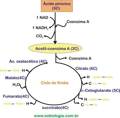 Ciclo de Krebs - Só Biologia