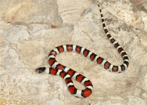 4 Snakes That Look Like a Coral Snake — Snakes for Pets