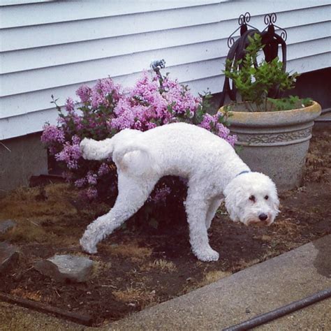 Helpful Tips for Housebreaking a Puppy - Napa's Daily Growl