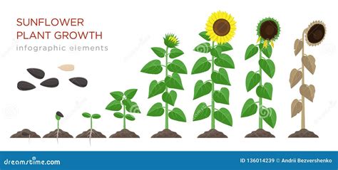 Sunflower Growing Process Vector Illustration Flat Design. Planting ...