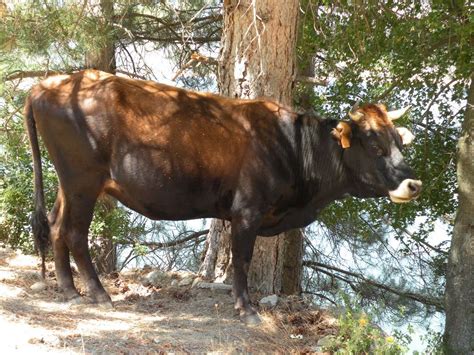 Corsican Cattle or Corsicana is a French cattle breed. Corsican Cattle ...