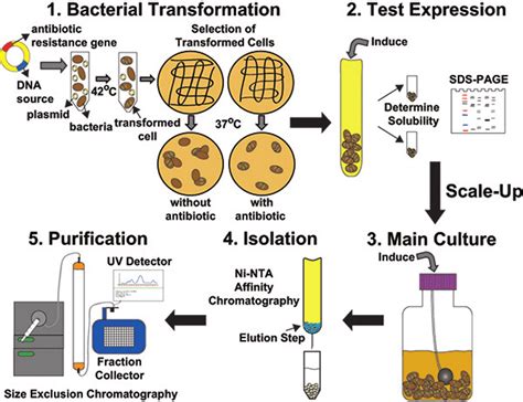 Protein engineering utilizing an E. coli expression system. The basic ...