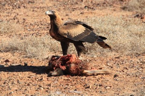 Outback Animals - Australian Photography