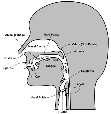 Phonetics - Organs of Speech