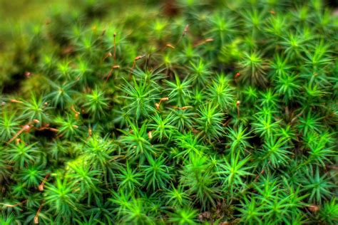 bryophytes plants | Bryophytes are all embryophytes ('land p… | Flickr