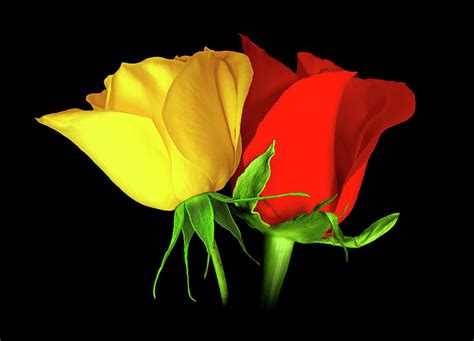 Red and Yellow Roses Photograph by Bonnie Kaye - Fine Art America