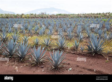 Agave field Riviera Nayarit, Mexico Stock Photo - Alamy