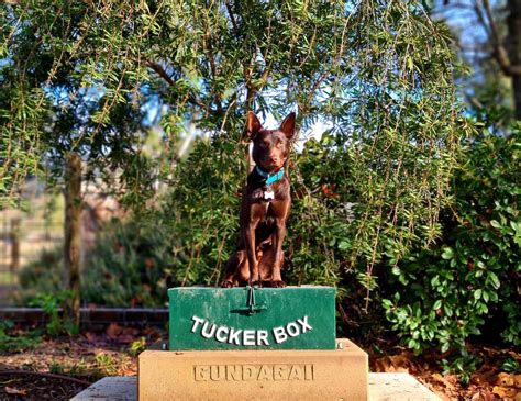 Dog on the Tuckerbox — Visit Gundagai