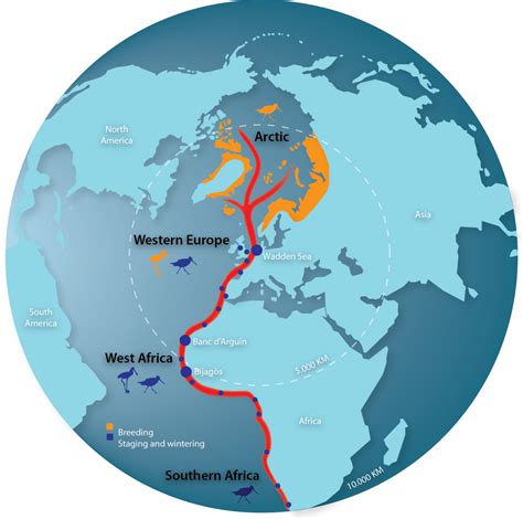 East Atlantic Flyway | Wadden Sea Quality Status Report