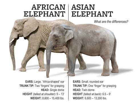 Comparative Anatomy - The African EleFund