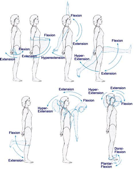 11 Flexion extension ideas | kinesiology, anatomy and physiology, anatomy