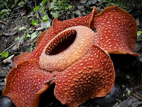 58 best images about Plants..Rafflesia parasitic plant on Pinterest ...