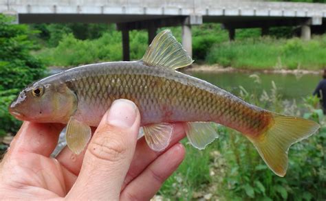 Ben Cantrell's fish species blog: 2014 NANFA convention part 2 - French ...