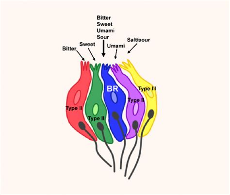 Researchers Discover New Type of Taste Receptor Cells | Sci.News