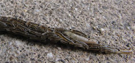 Larvae flowing en masse. Are these of the family Sciaridae – Dark ...