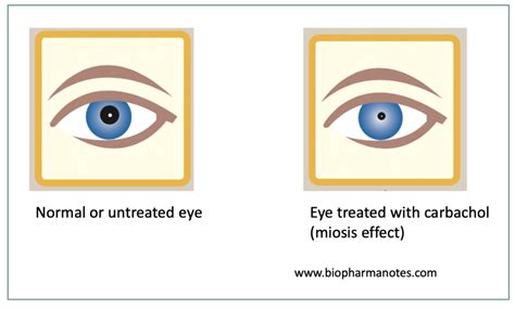 Carbachol Pharmacology - BioPharma Notes