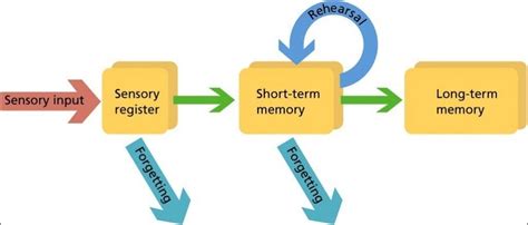 How Are Memories Stored And Retrieved? » Science ABC