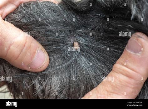 Tick embedded into skin of dog Stock Photo - Alamy