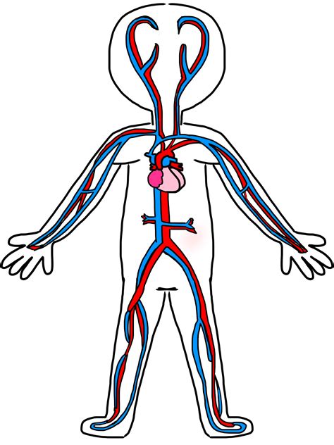 Clip Art of Circulatory System free image download