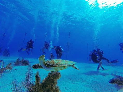 Wildlife & Coastal Conservation Program for Teens in Florida — The Road ...