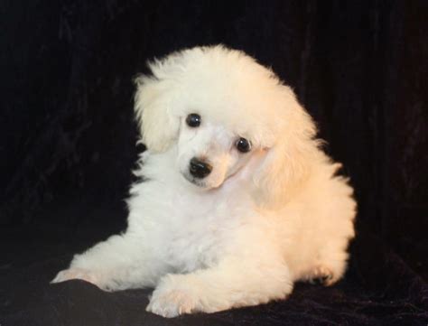 white Toy Poodle - Best Dog Foods and Holistic Dog Health Remedies | HealthierDogs.com