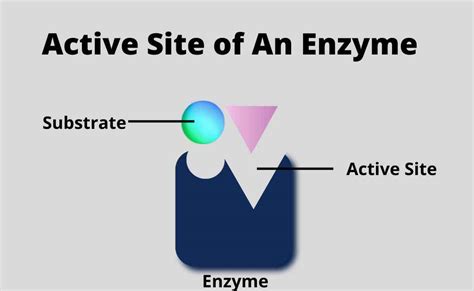 Active Site of An Enzyme-An Overview