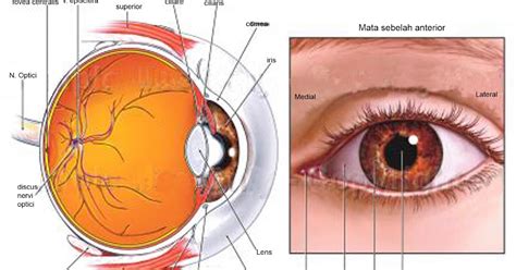 CAHAYA: ANATOMI MATA
