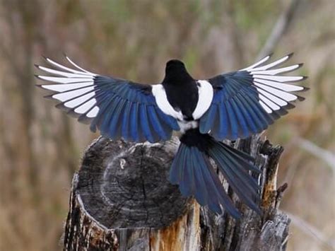 Black-billed Magpie | Celebrate Urban Birds