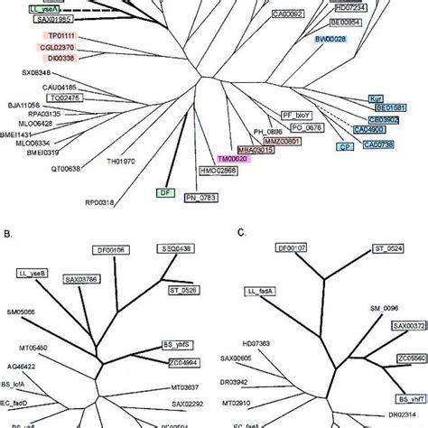 The biotin biosynthesis pathway in bacteria. | Download Scientific Diagram