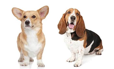 The Corgi Basset Hound Mix: A Complete Guide