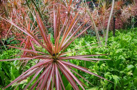 How to Grow a Dragon Tree (Dracaena Marginata)